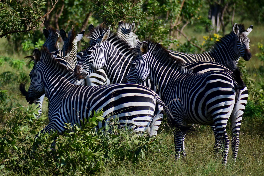 Selous NP